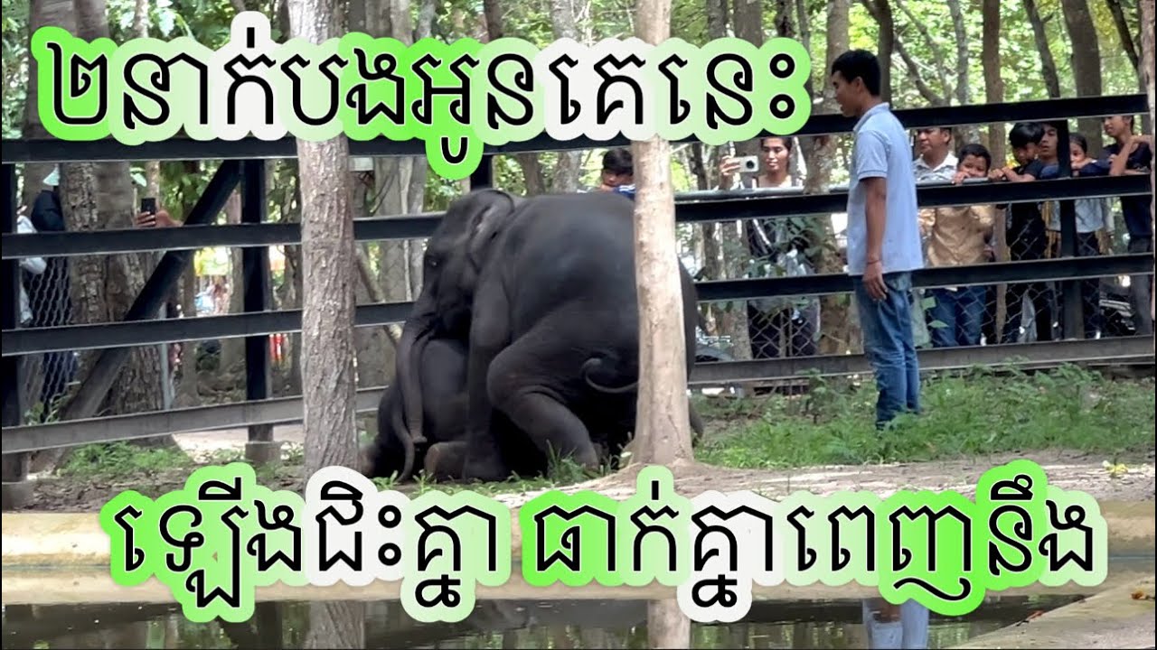 ពីរនាក់បងប្អូូនឡើងជិះគ្នាធាក់គ្នាពេញនឹង, Baby elephants are kicking each other.