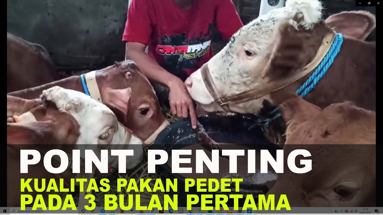 Pentingnya Memilih Konsentrat untuk Sapi Pedet untuk pertumbuhan
