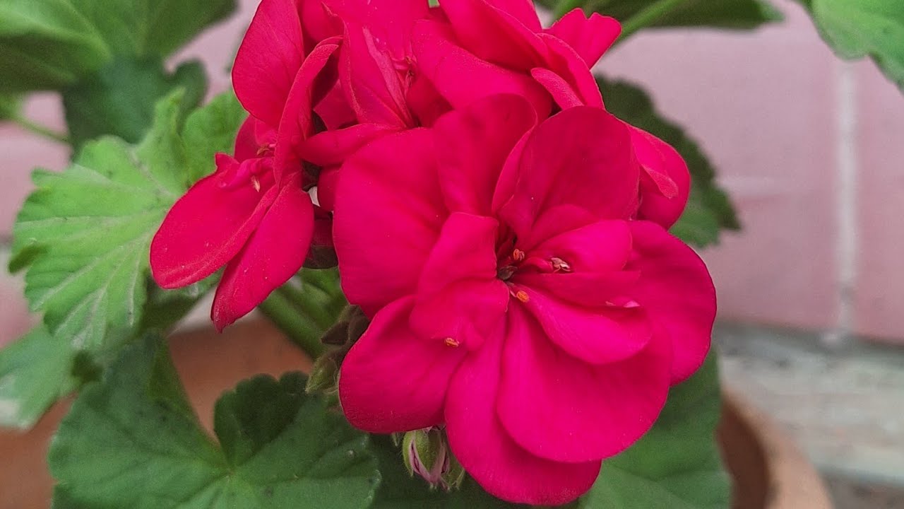 Plantoholic Lilly  is live