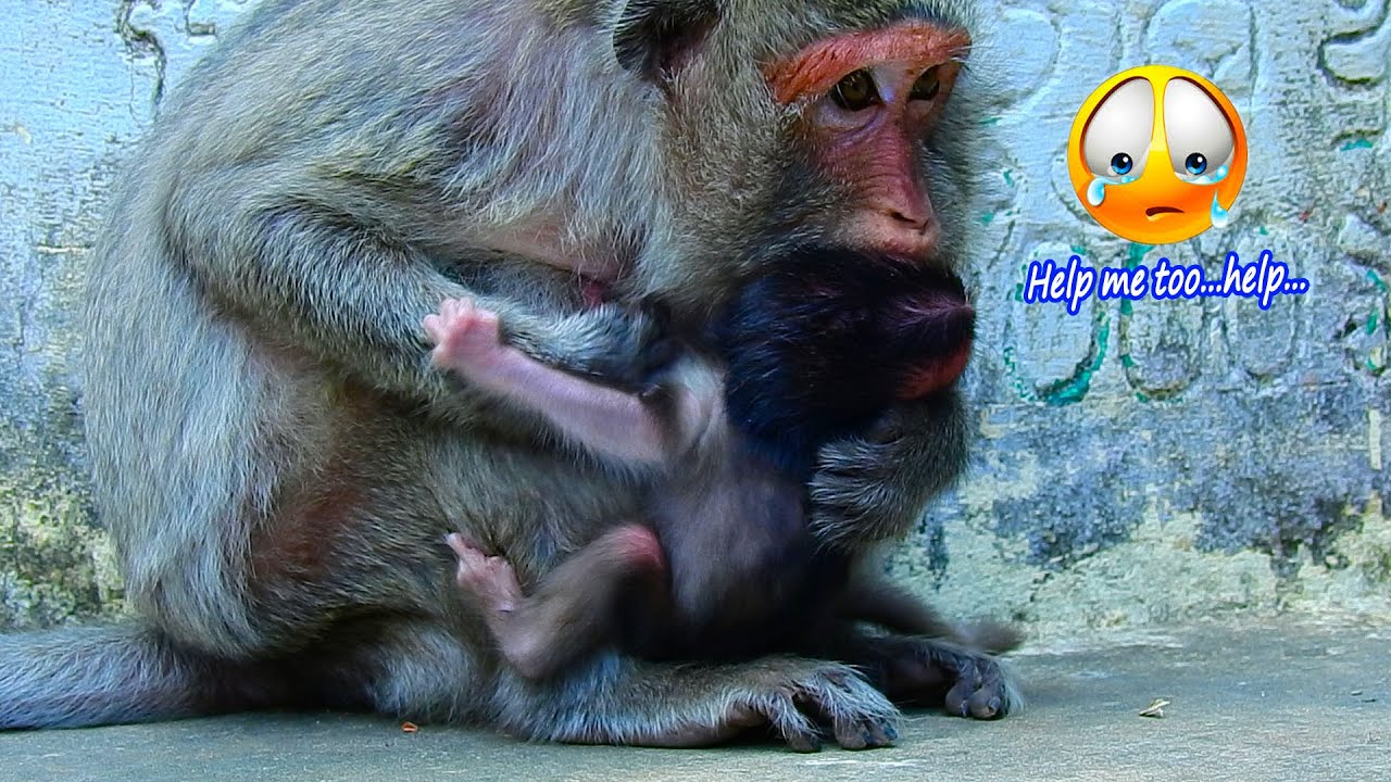 Pitiful adorable newborn Roso is very active and mom Rosy always block milk him | NW