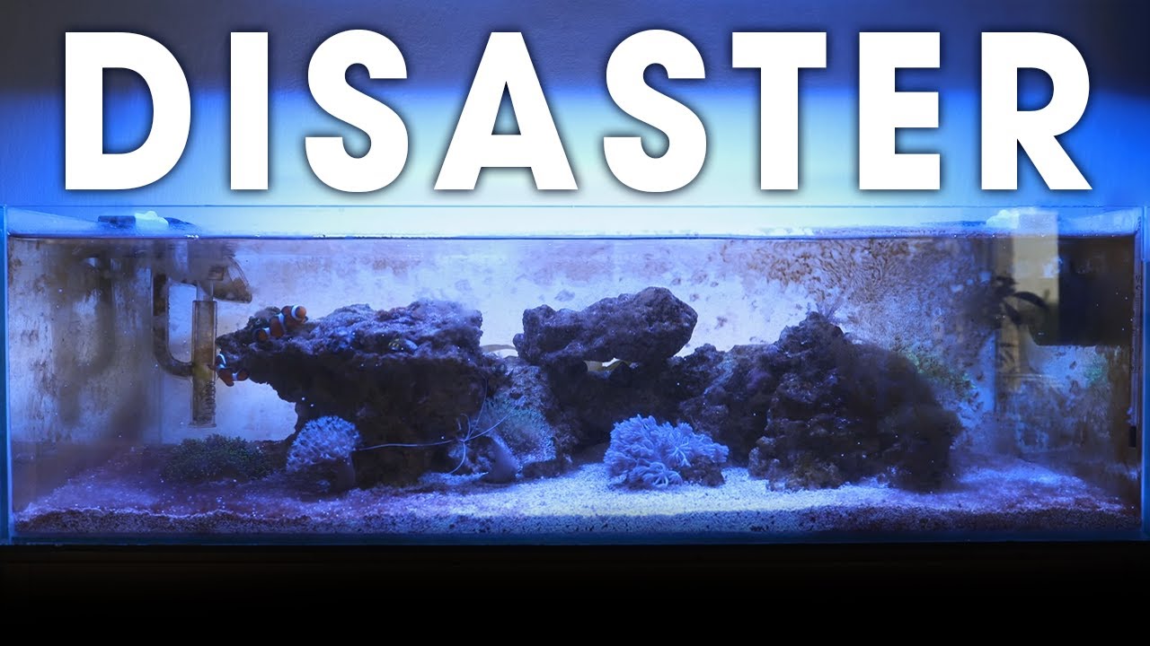S1E4 - HOW I BEAT DINOFLAGELLATES & CYANOBACTERIA FAST!