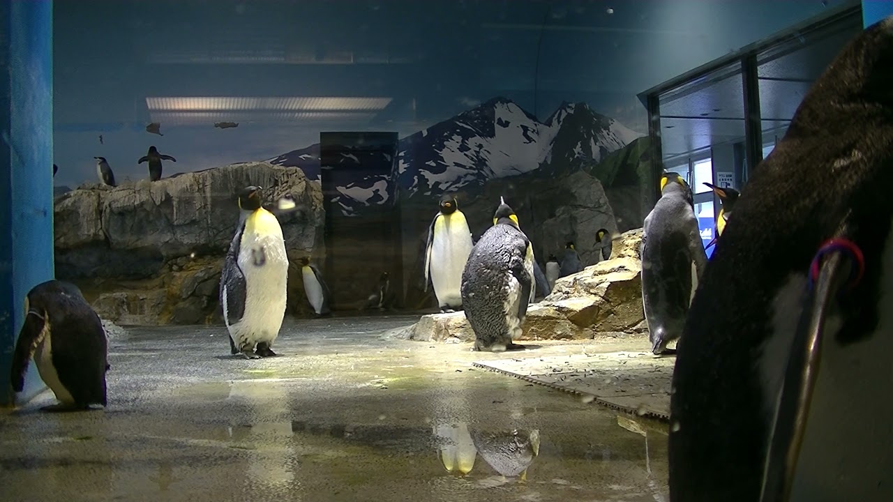 【1時間動画】休館日の亜南極ペンギン室で生活するペンギンたち