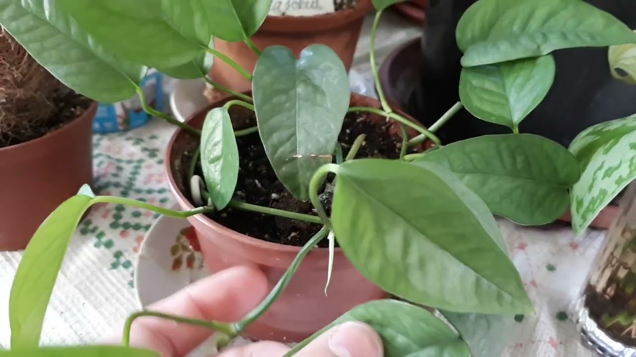 Комнатные растения. Октябрь .  Epipremnum pinnatum Cebu Blue