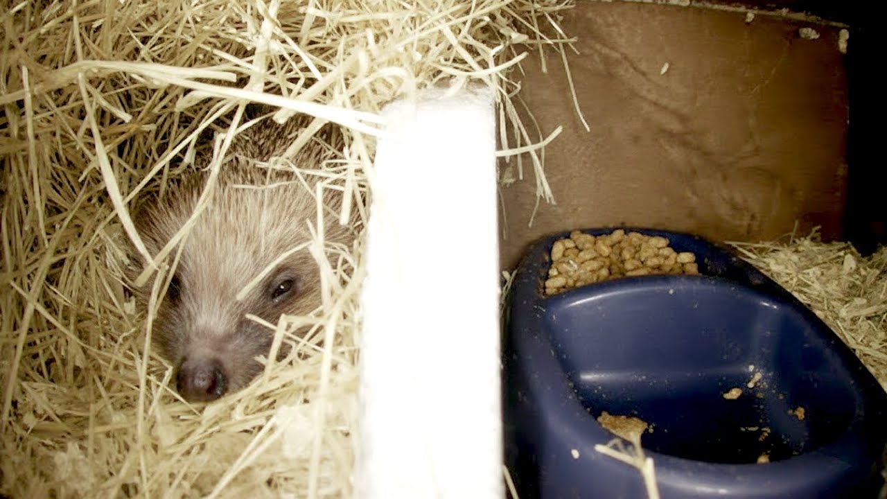 Hedgehogs Live + catch-up - Norwich, UK - 2026-07-31
