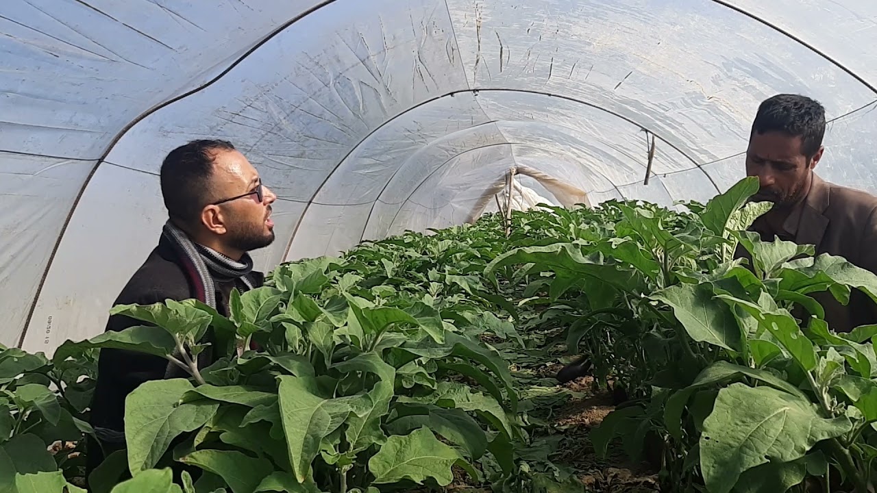 استطلاع لرأي احد مزارعي البيوت البلاستيكية حول تجربته بزراعة البذور المحلية لمحصول الباذنجان