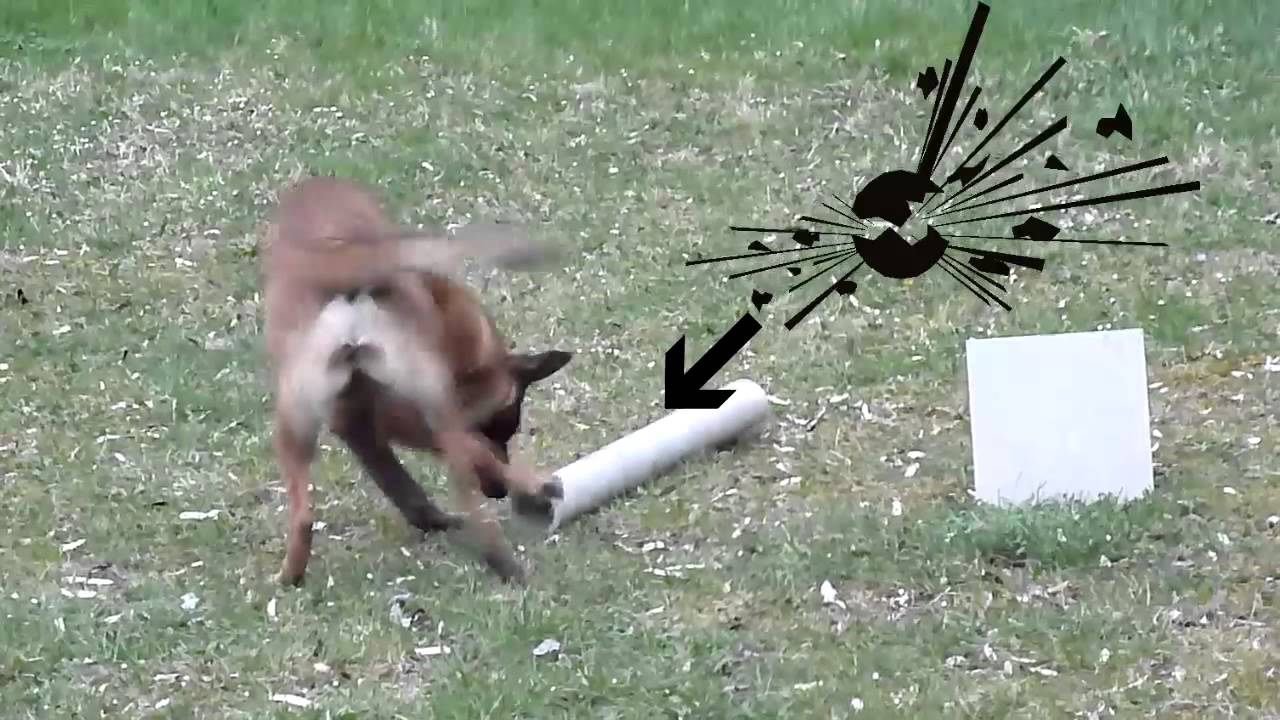 Filippo Rocchi - Séance entraînement chiens de recherche, stupéfiants et explosifs.