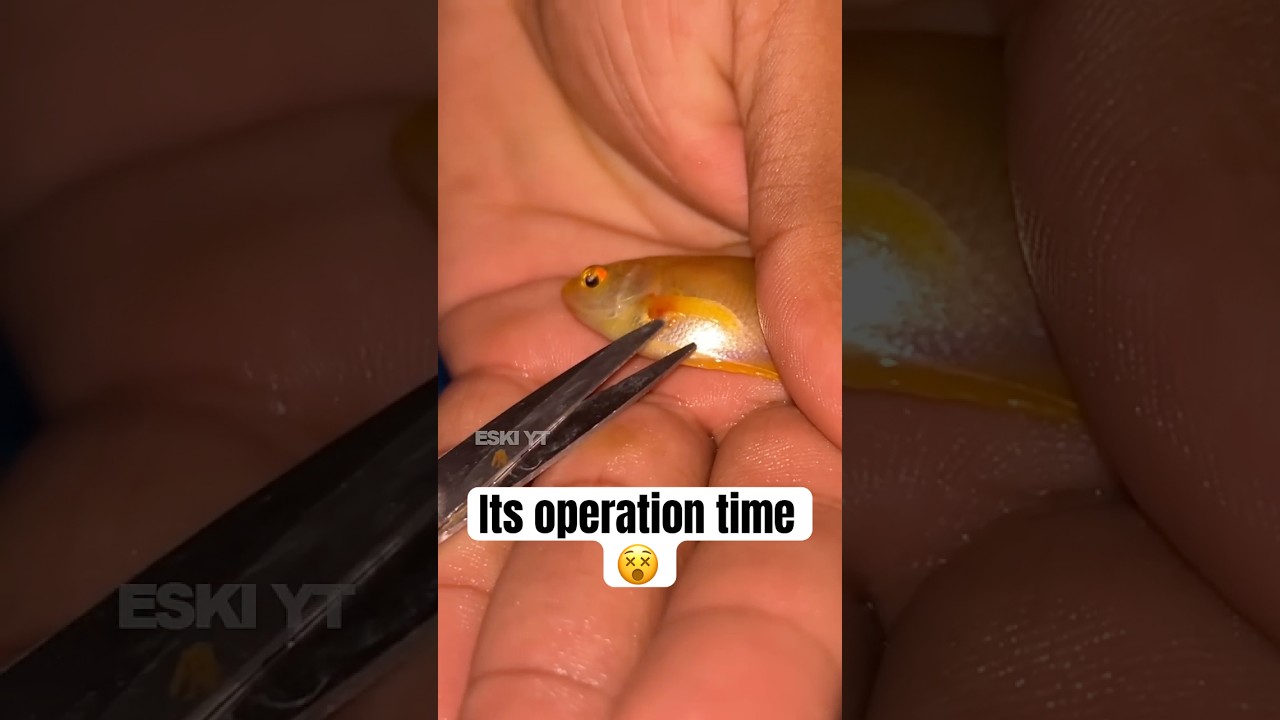 I Did a Surgery For MY Fish |  Do Not Try This!!! | ESKI YT