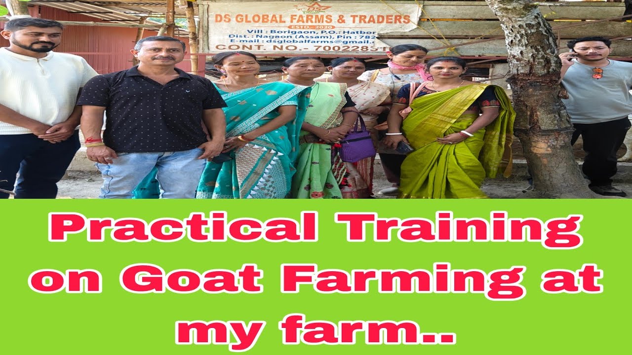 Practical Training on Goat Farming at my farm..(Goat Farming in Assam) 7002283104