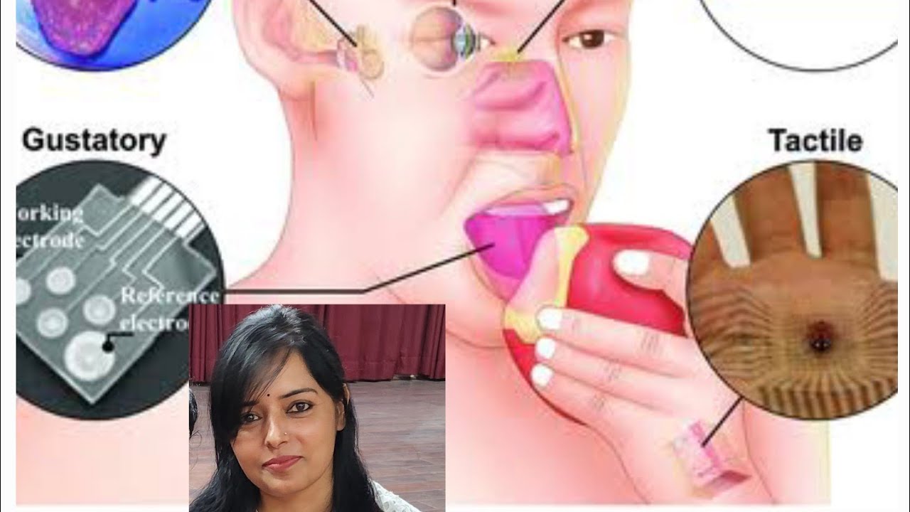 Receptors | Olfactory | Gustatory | photoreceptor | Auditory | General science | Grade 10
