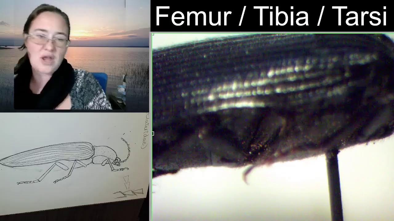 Insect Illustrations Under a Microscope: Insect TBD