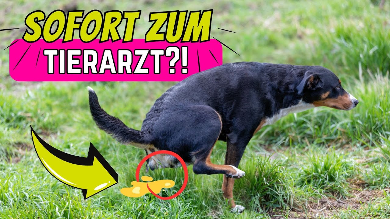 6 Zeichen, dass dein Hund bald Nierenversagen erleidet 😲