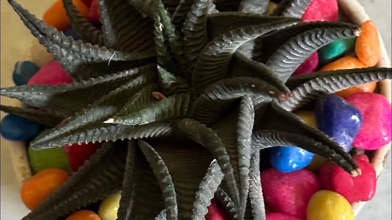 Haworthia Limifolia Spiralis succulent # succulent plant # Succulent #beautiful #nature #gardening
