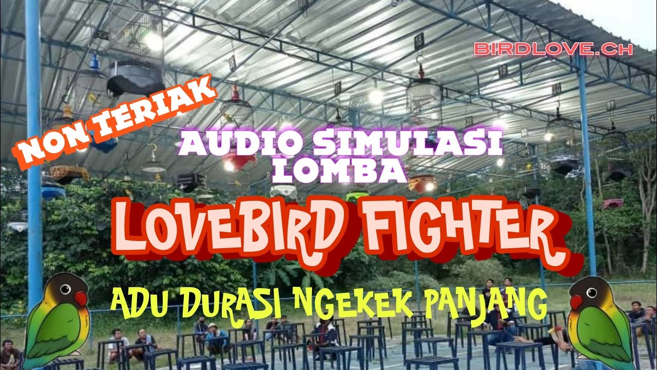 Simulasi Lomba Lovebird Fighter Durasi Ngekek Panjang Non Teriak