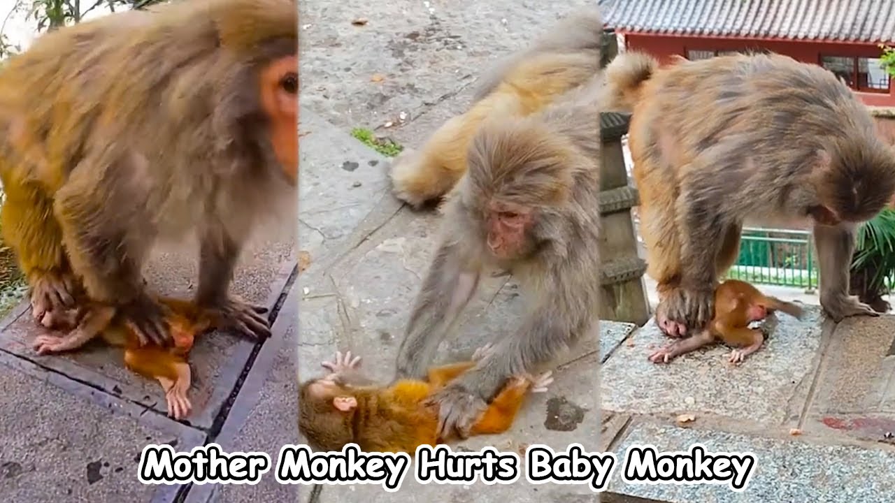 Poor baby monkey. Mother monkey bullies baby monkey all day long