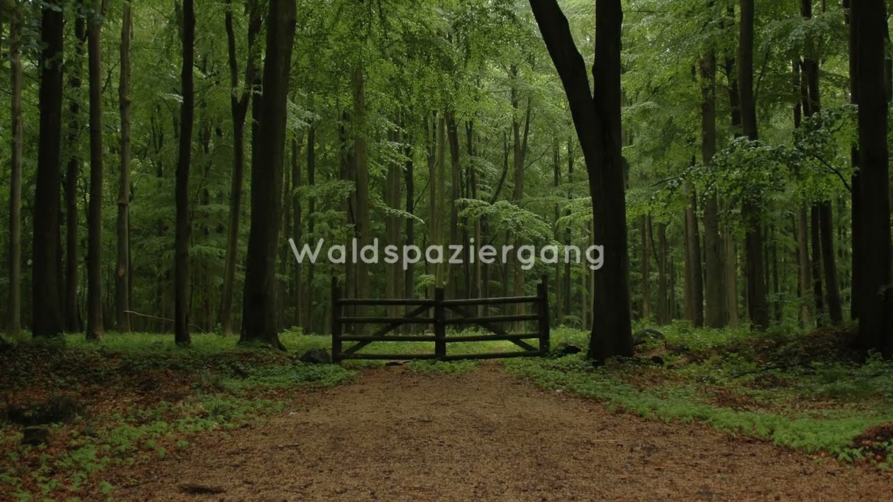 Waldspaziergang