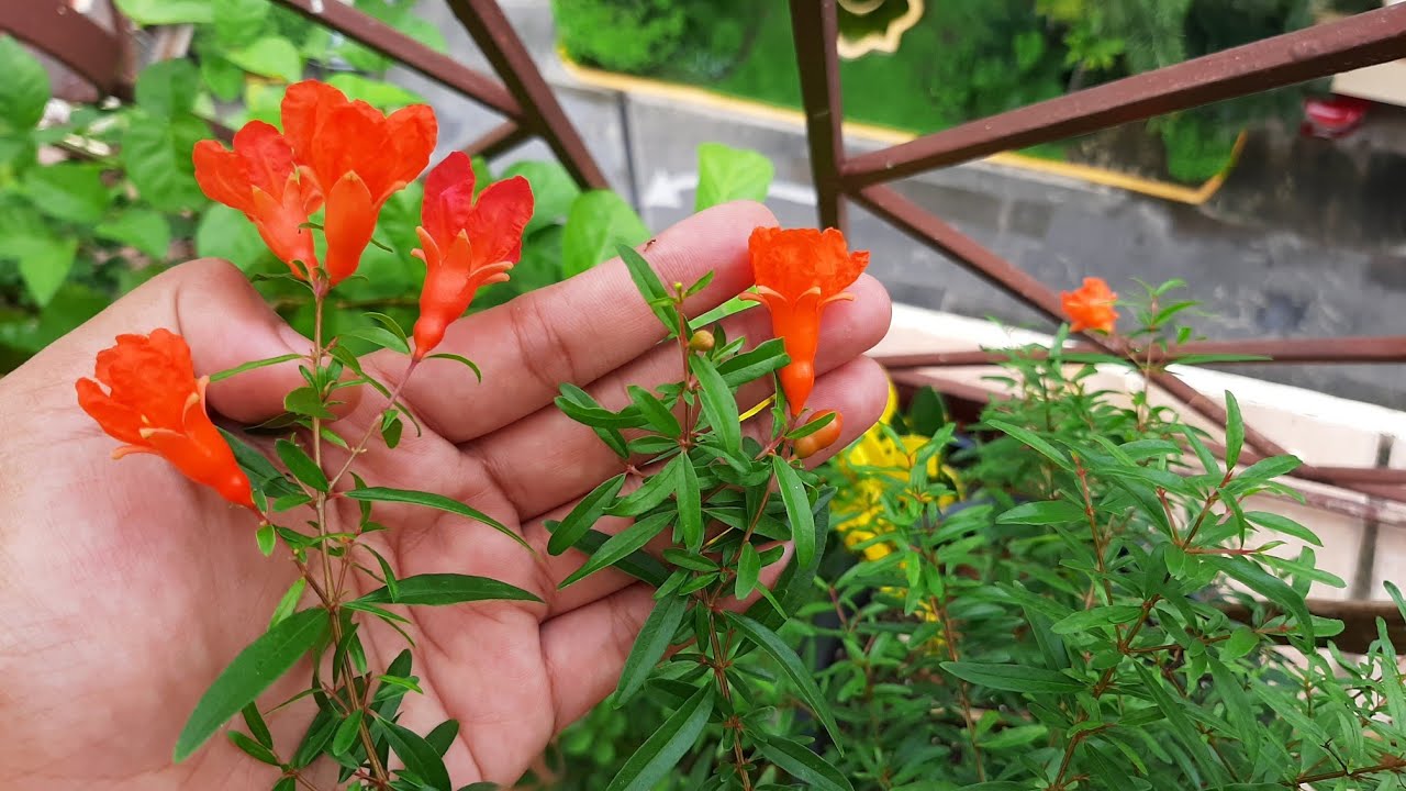 Growing Dwarf Pomegranate, Punicum Granatum nana in Containers