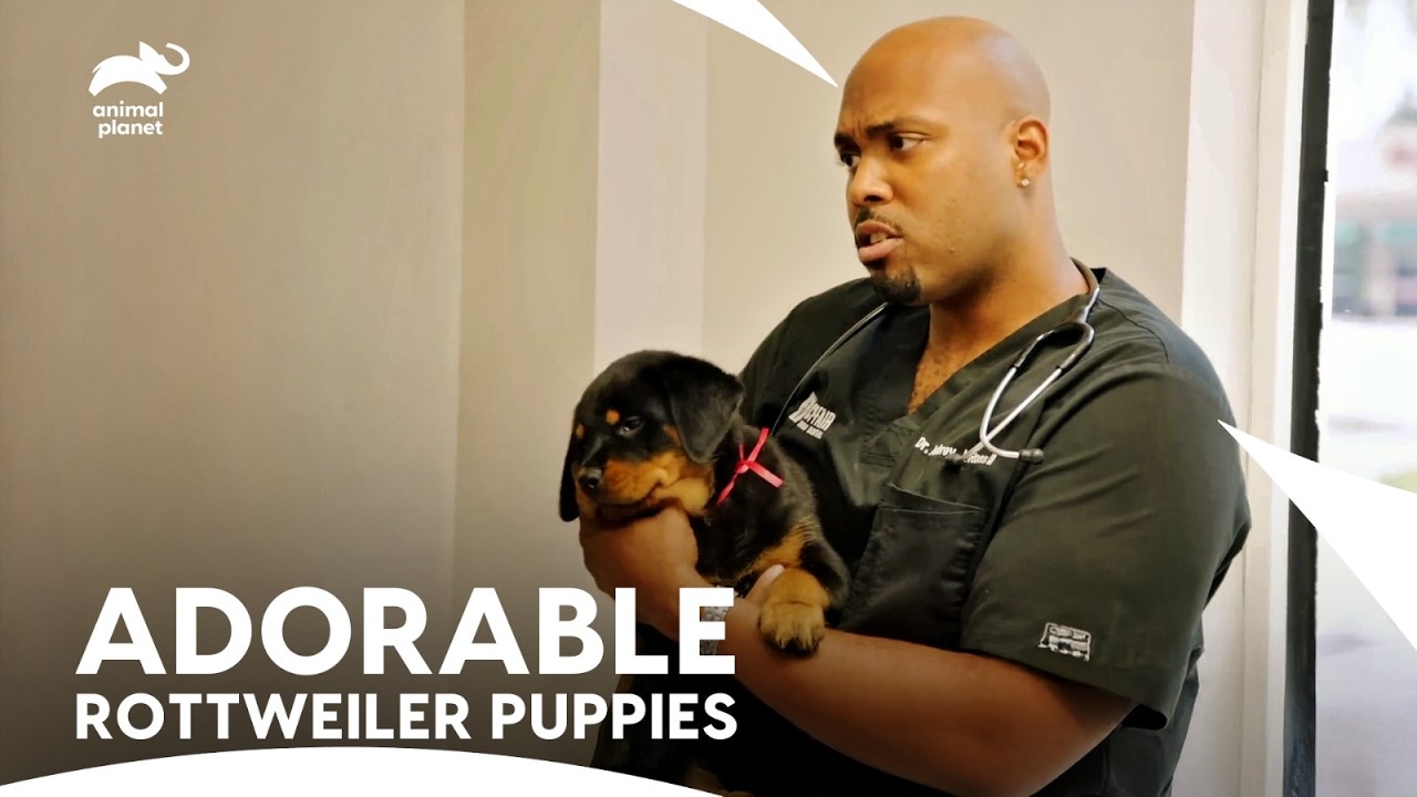 Dr. Blue vs. Dr. Ross: Who&rsquo;s the Best Dog Trainer? |  The Vet Life | Animal Planet