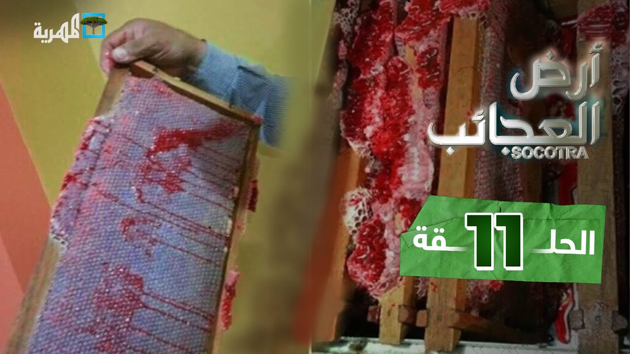 العسل السقطري.. جودة عالية وفوائد متعددة | أرض العجائب
