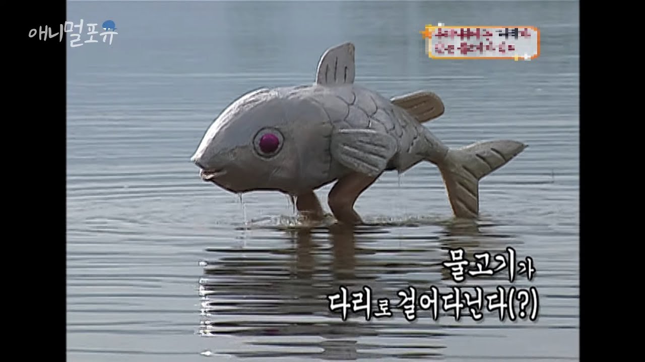 우리나라에는  【　　　】가 있는 물고기가 있다 (애니멀 스펀지), KBS 060819 방송