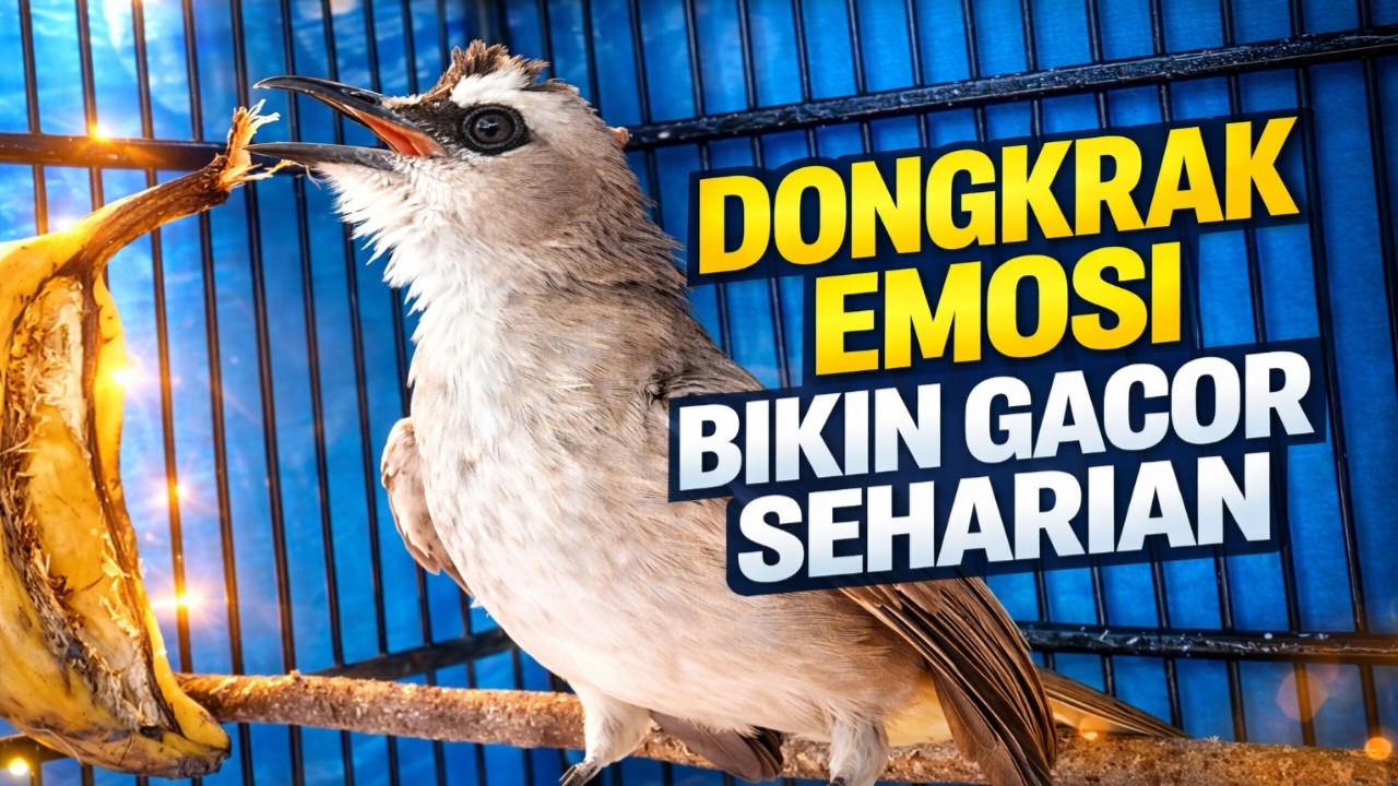 NO 1 TERAPI !! TRUCUKAN GACOR, CEPAT MEMANCING JADIKAN BURUNG TRUCUKAN GACOR NYAUT BUNYI