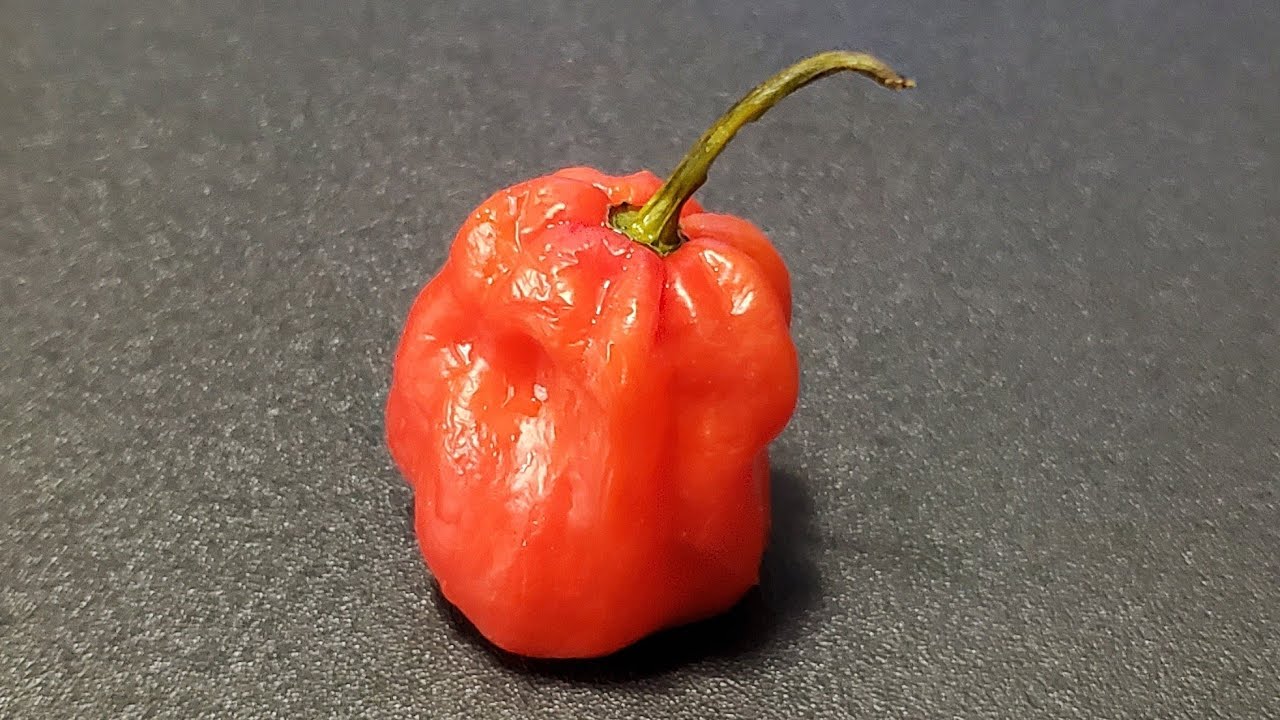 the UK's hottest creation / 7 Pot Katie / 1.5M SHU