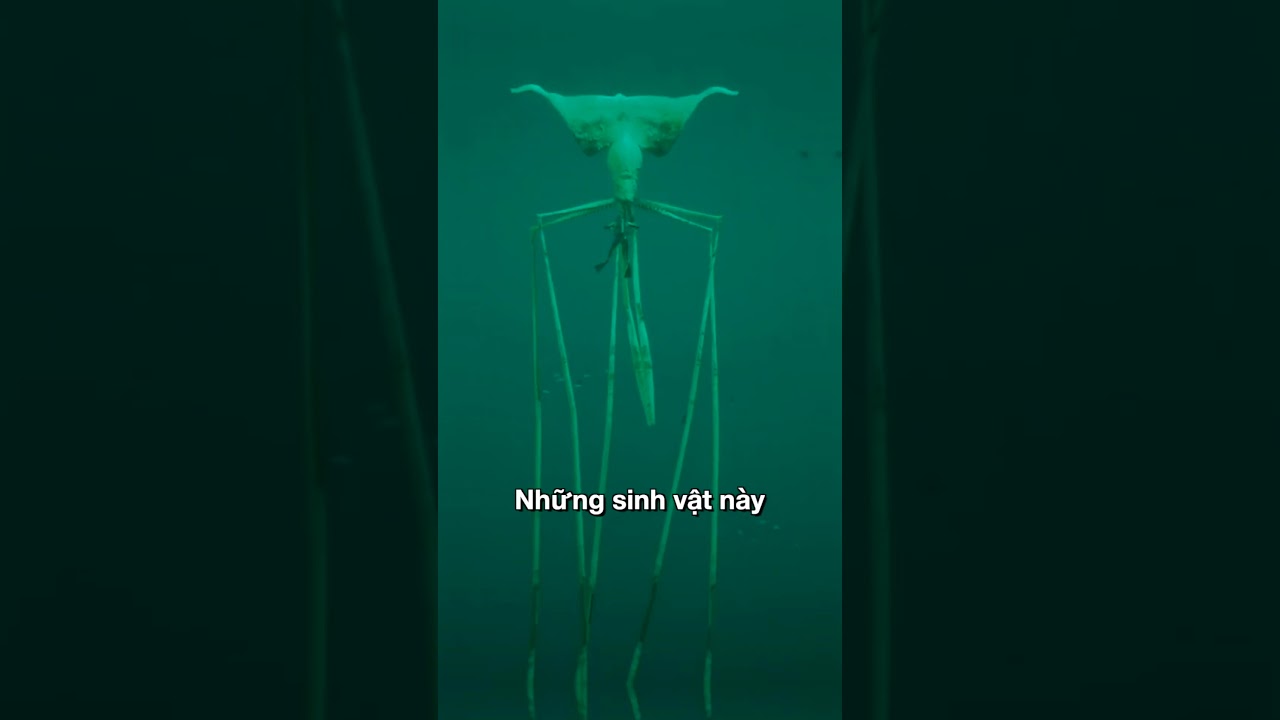 Bí Ẩn Mực 'Ngoài Hành Tinh' Dưới Lòng Đại Dương 😱