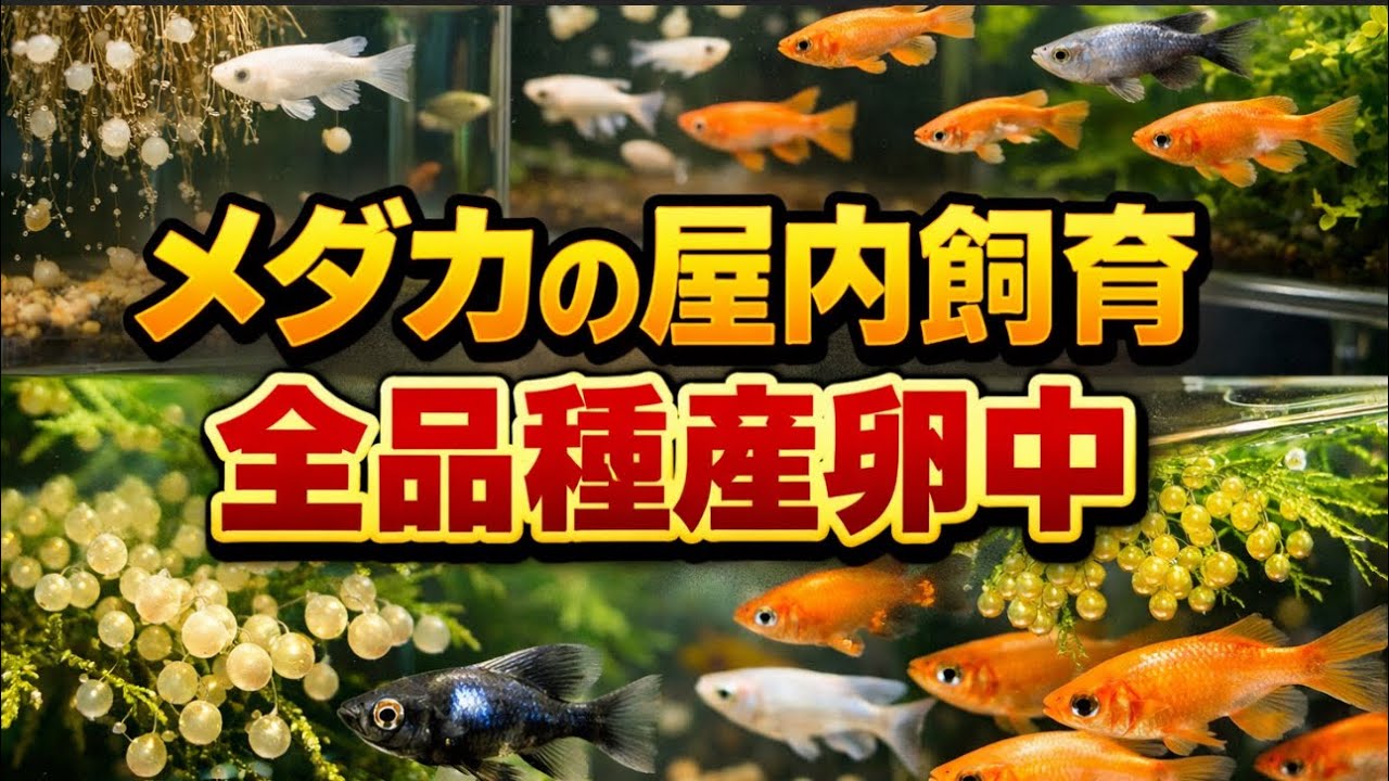 少しの手間で驚きの産卵結果【メダカ】