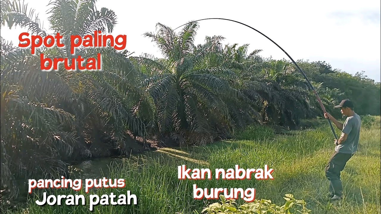 Habis habisan berkali kali di hajar Babon di spot ini || mancing Tegek Gabus umpan kodok
