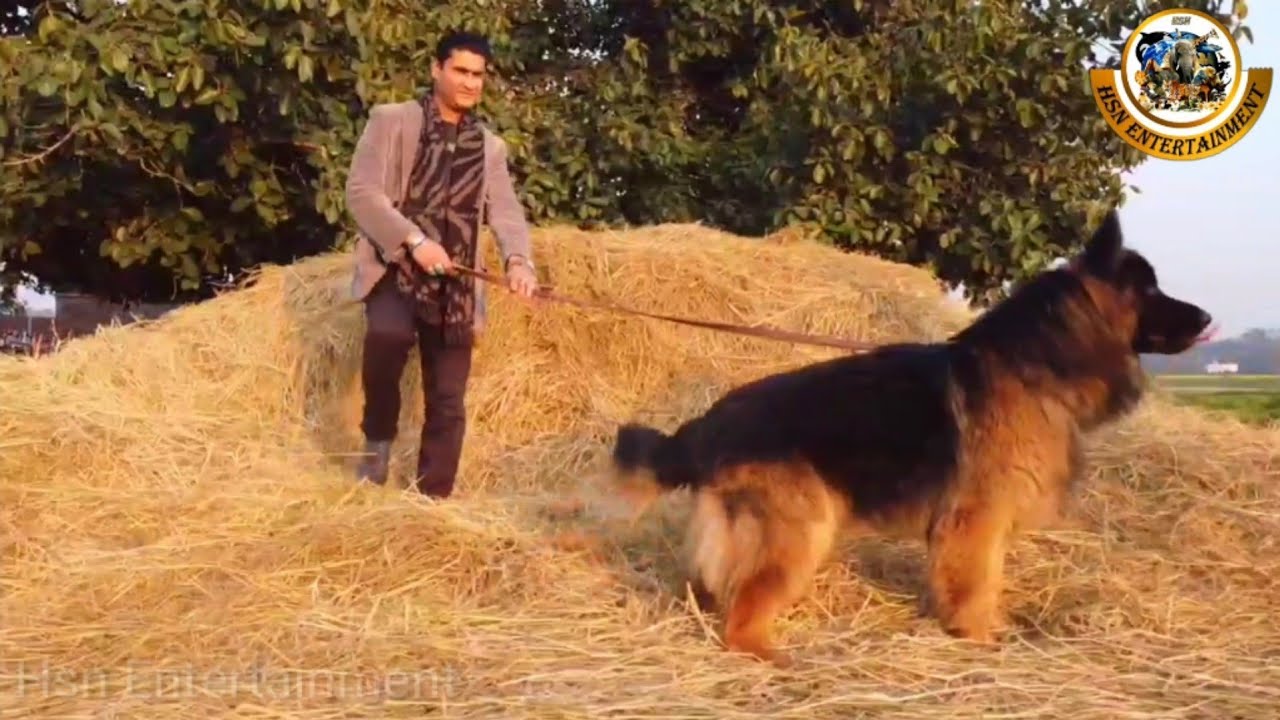 The World's Biggest Champion German Shepherd in Punjab - Hsn Entertainment