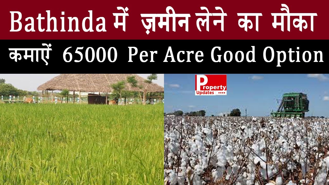 Agriculture Land For Sale In Bathinda In Just Rs 20 Lakh , Very Fertile For Wheat, Paddy Cotton Crop