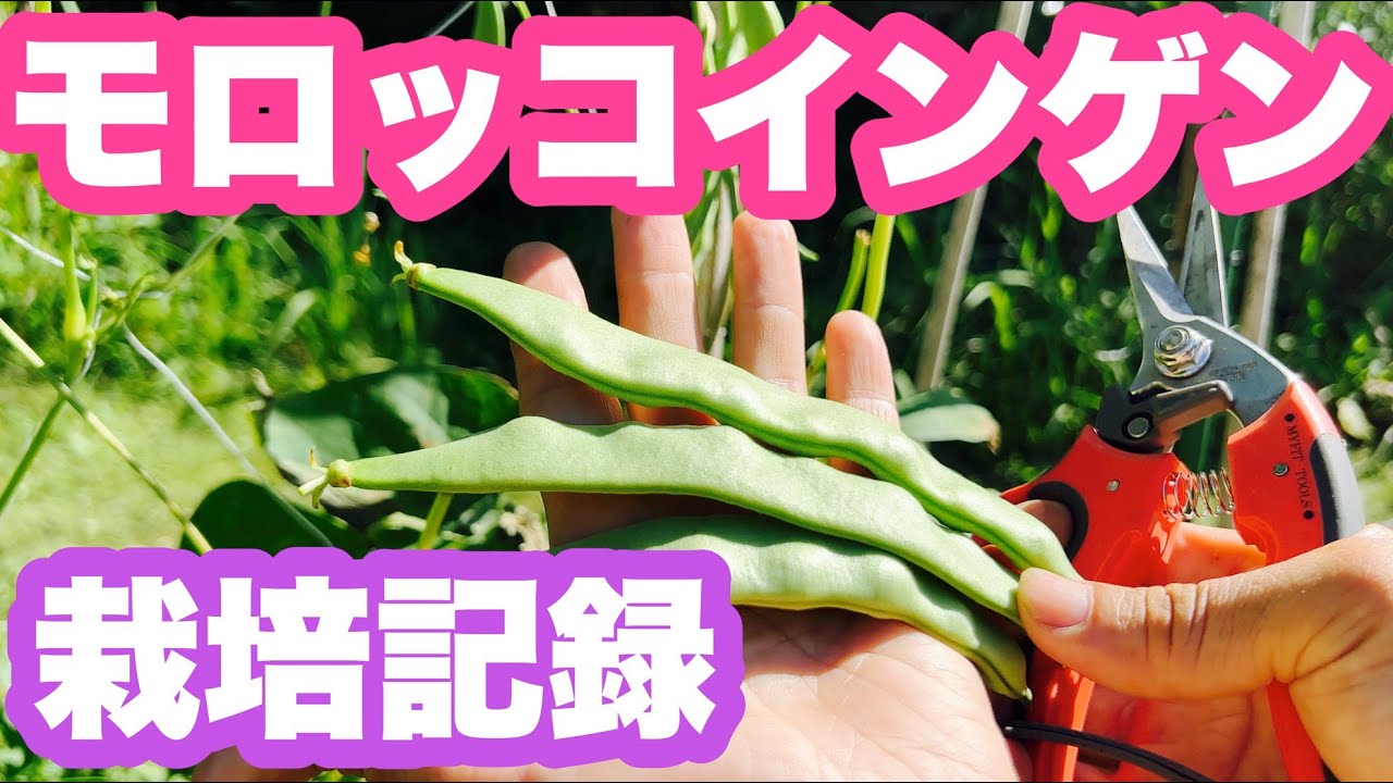 モロッコインゲンの栽培記録　種まきから収穫まで