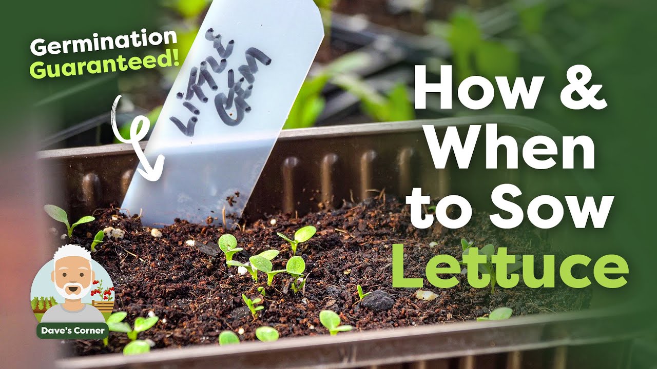 How and When to Sow Lettuce Seeds