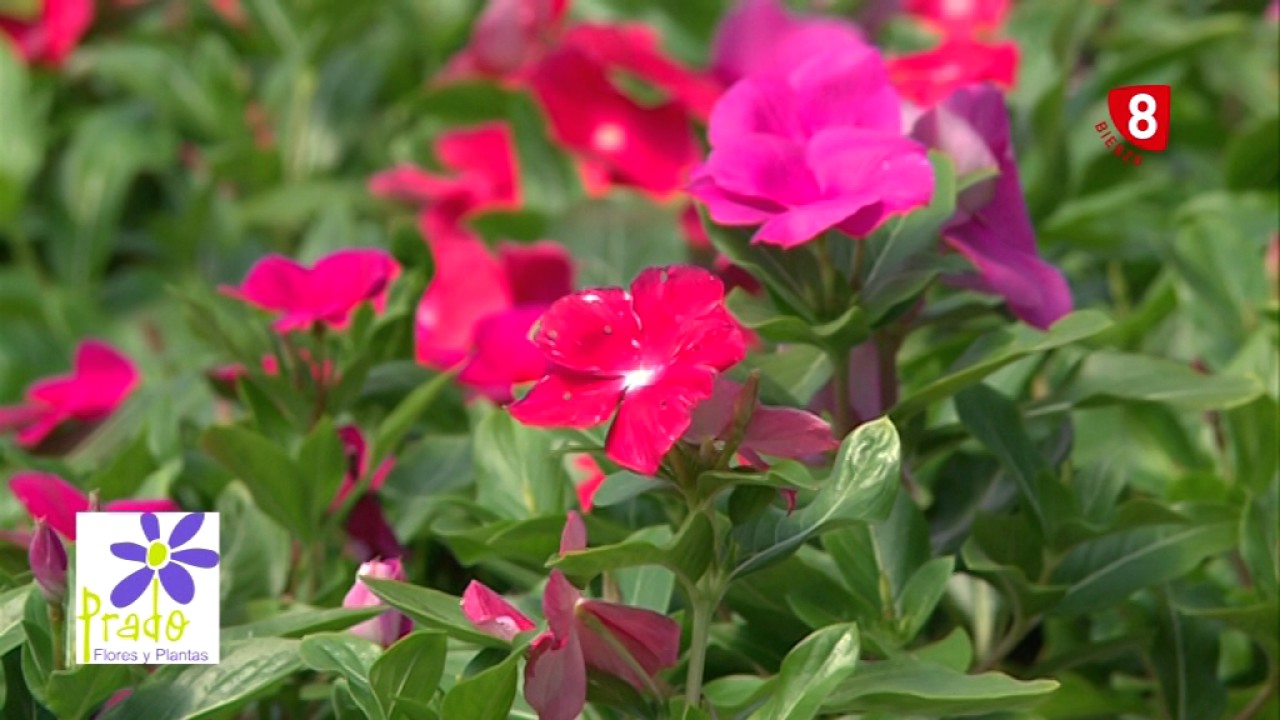 Vincas - Tu jardín a punto