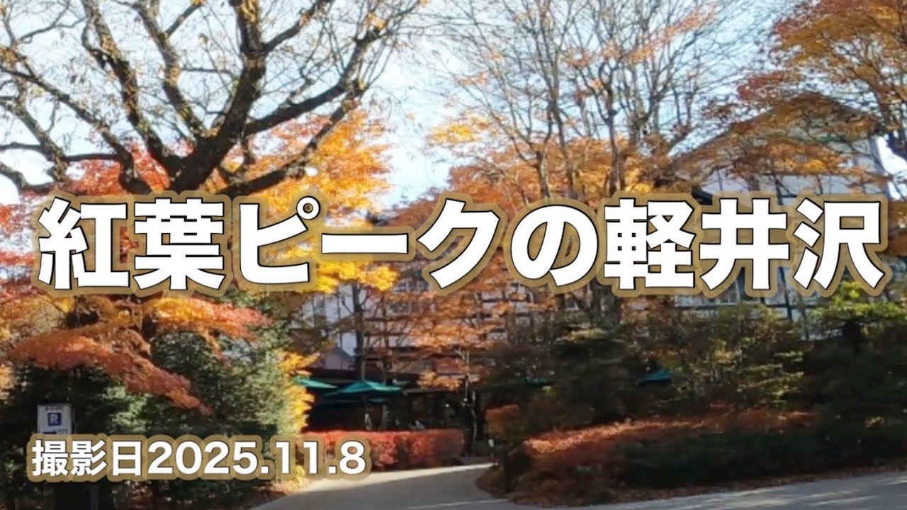 紅葉【ピークの軽井沢】撮影日2025.11.8 Autumn leaves [Peak of Karuizawa] Photo taken on November 8, 2025