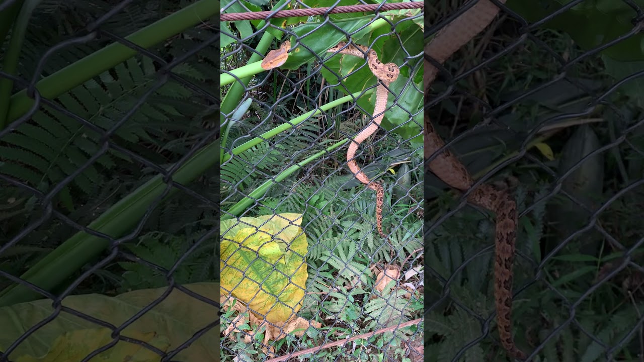 龜殼花攀爬