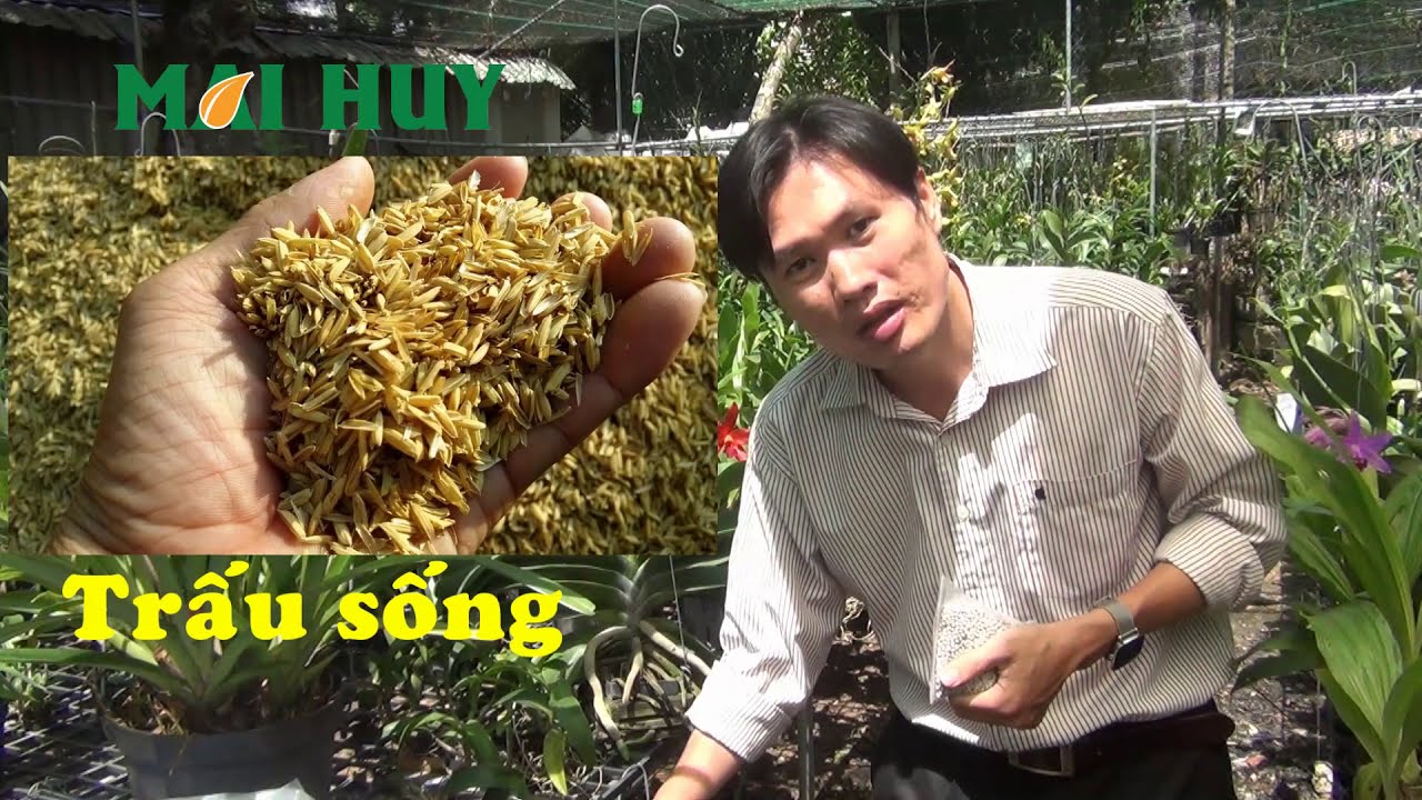Mùa mưa mà dùng phân tan chậm thì rất tuyệt vời!