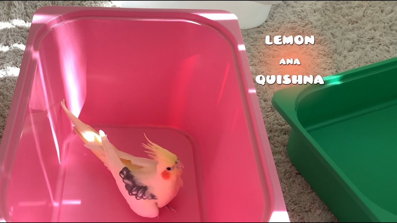 How Do Birds React to Different Colours