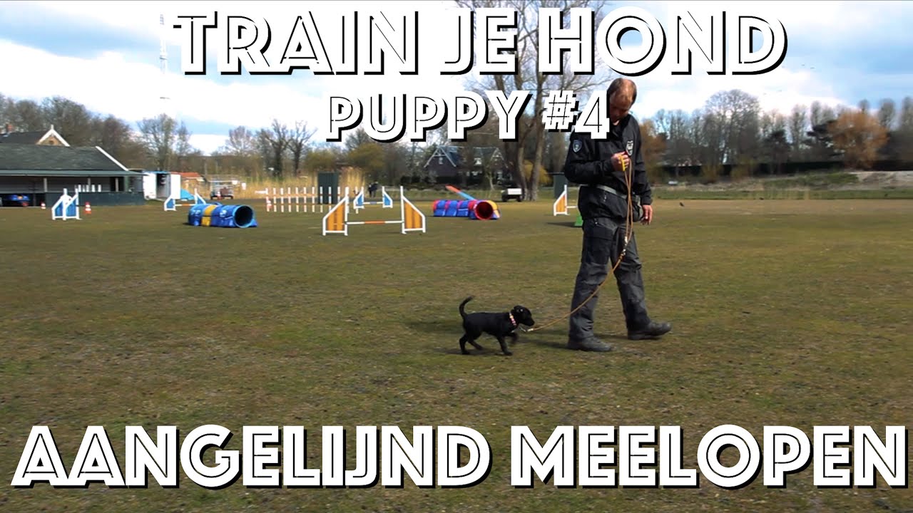 TRAIN JE HOND // Puppy #4 // Hoe leer je je puppy AANGELIJND MEELOPEN