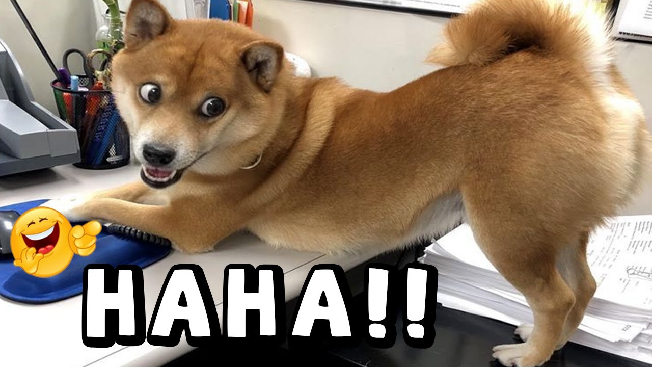 WHY ARE DOGS LIKE THIS 😭🐶 – FUNNY DOG COMPILATION 2026 | #7