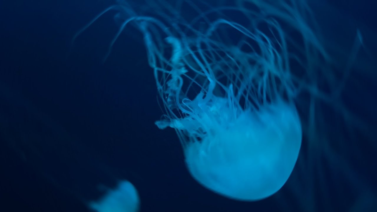 Este video va de peces
