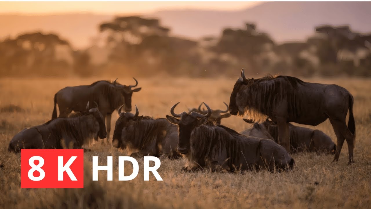 8K Cinematic Wildlife – Wild Animals in Stunning Ultra HD Nature