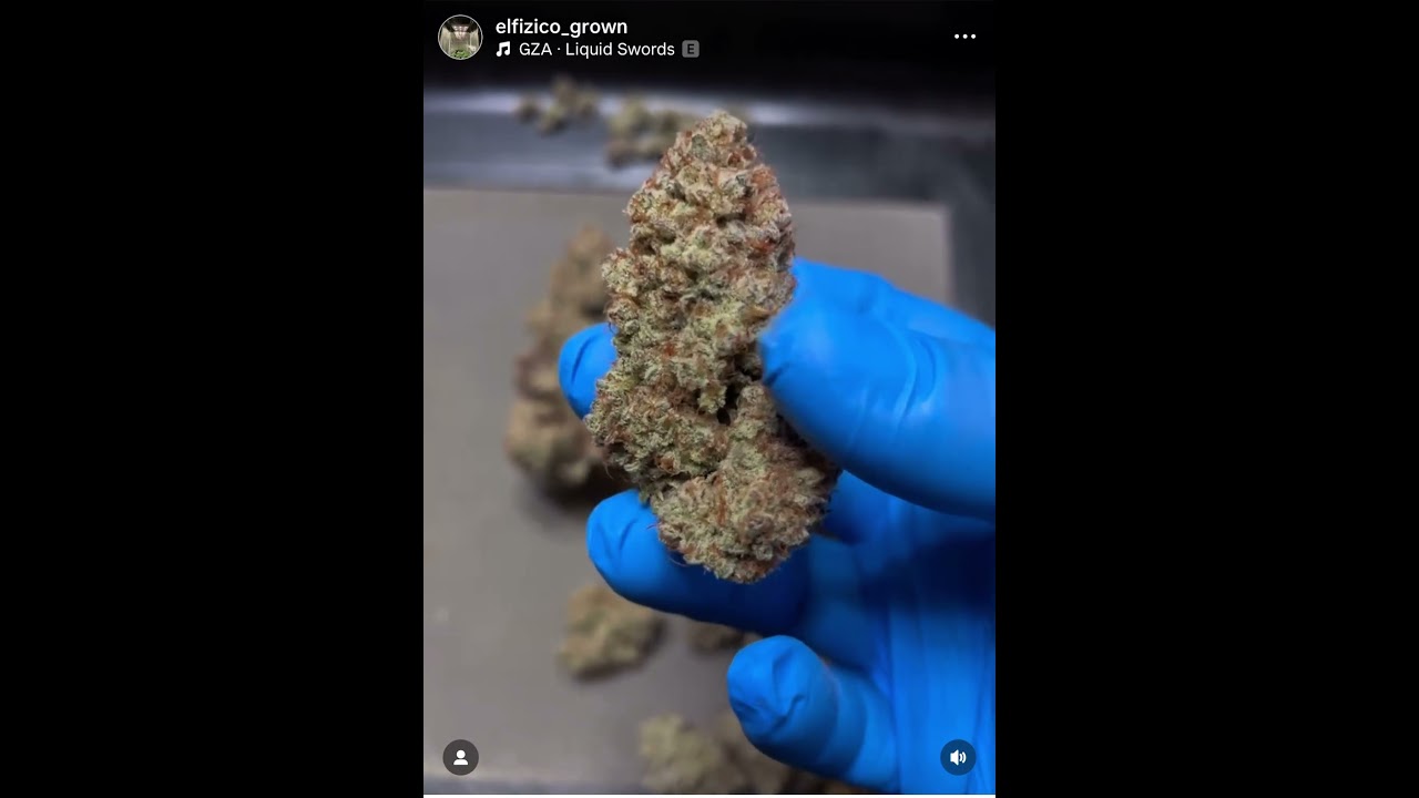 Super Buff Cherry 🍒 Grown under the Slim 750s NextGen   #opticledgrowlights