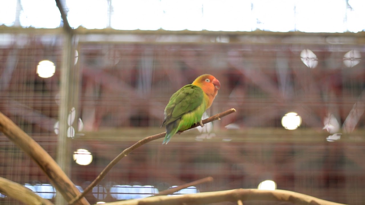 Fischer's lovebird (Agapornis fischeri) is singing a song