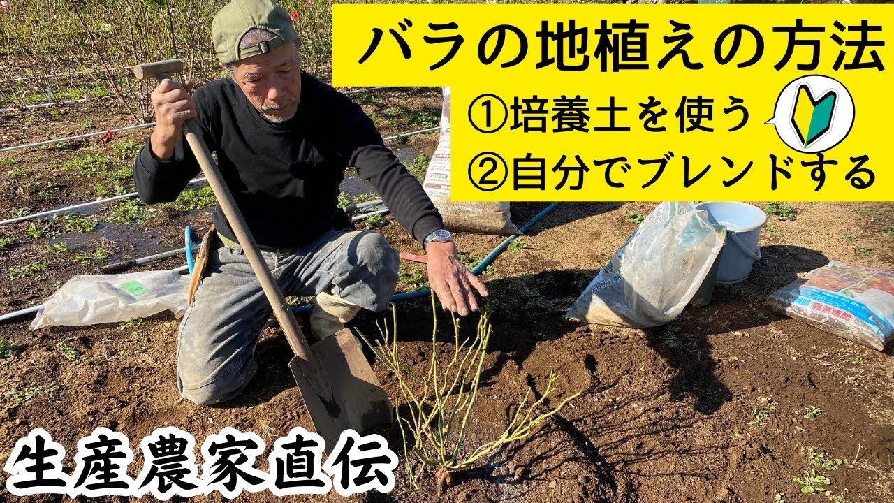 【農家直伝】バラの地植えの方法の基本　培養土を使う、自分でブレンドする