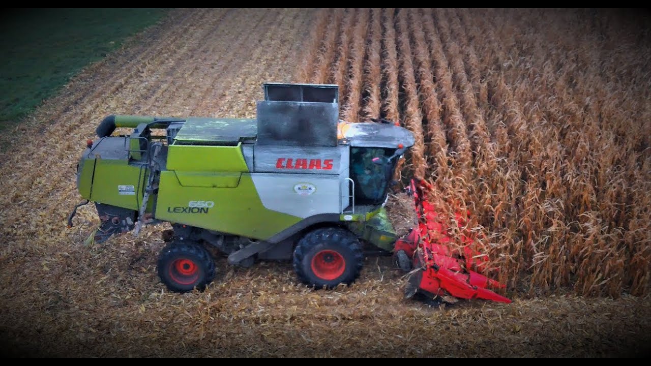 🔥CLAAS LEXION 650 W KUKURYDZY🔥 UR SZUMAŃSKI🔥