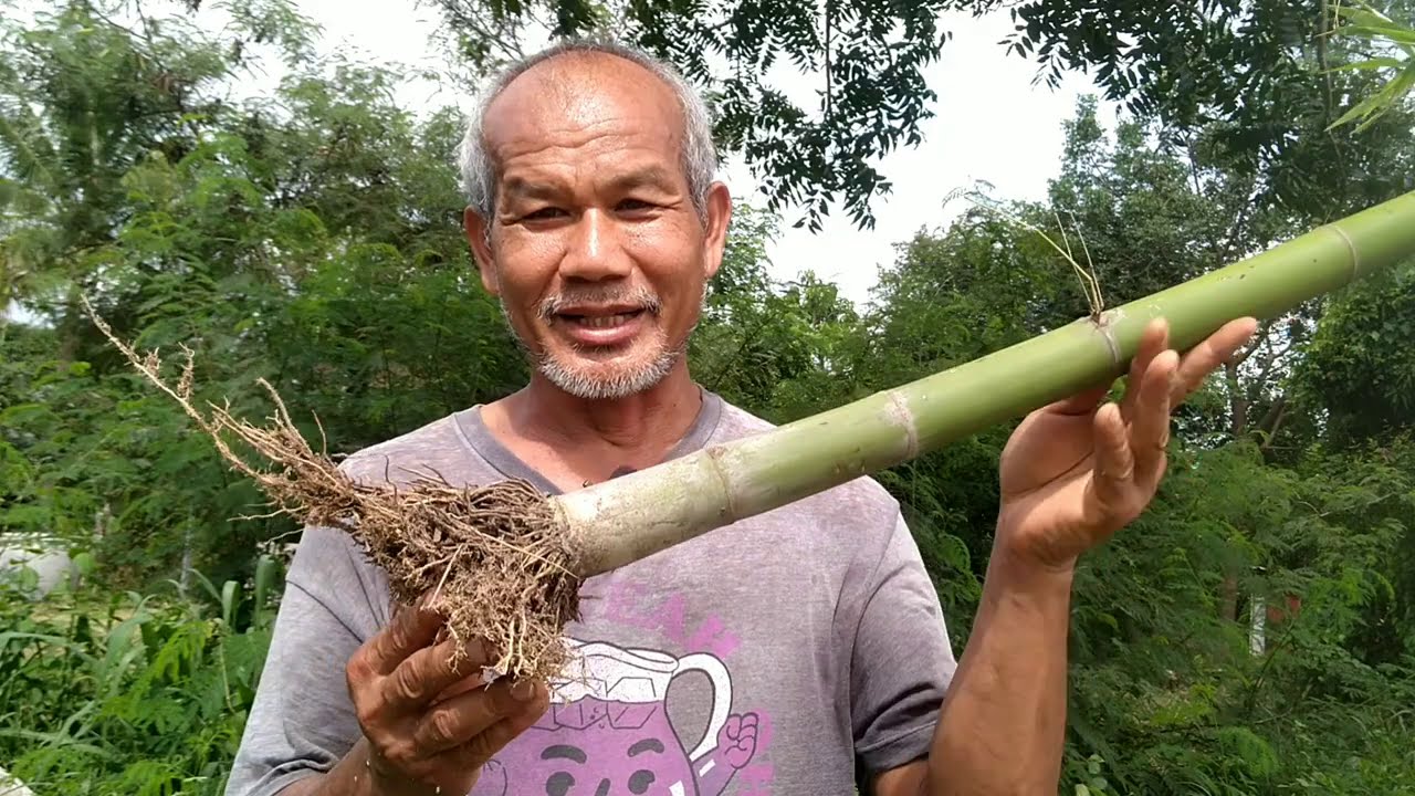 Bamboo