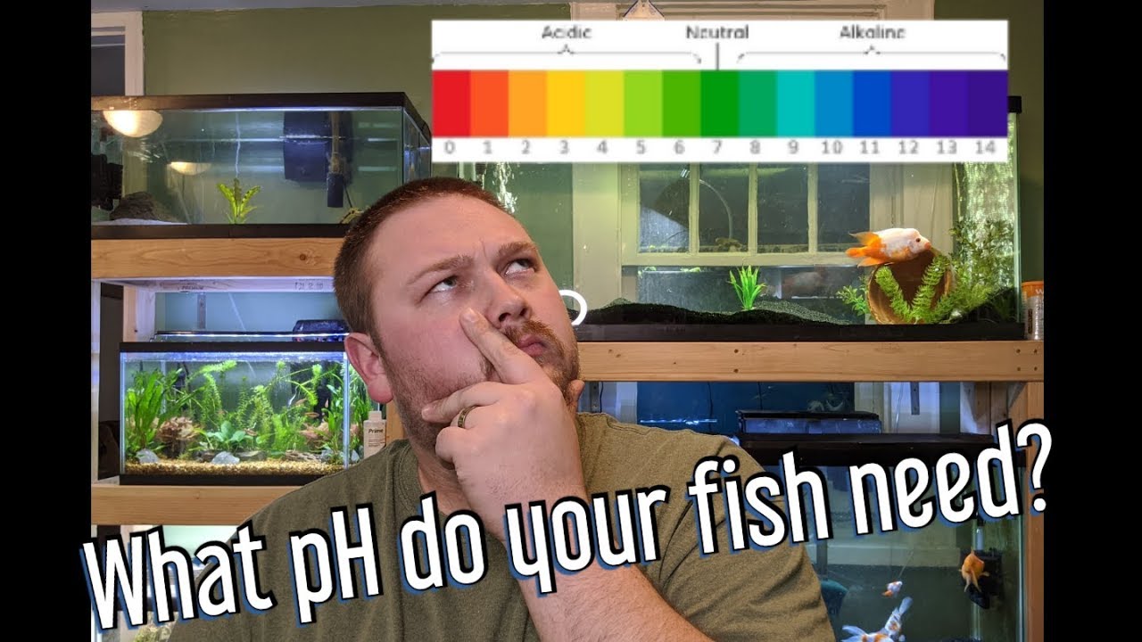 Aquarium pH - How to raise and lower pH, and do you need to?