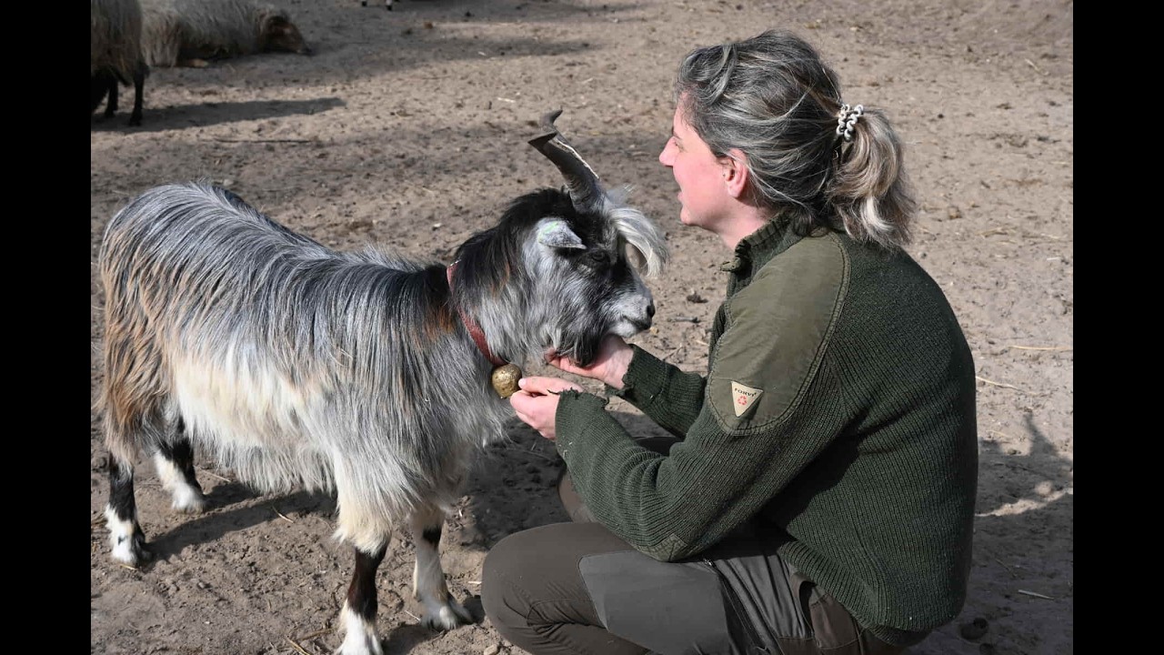 Lammetjes bij de schaapskudde van het Goois Natuurreservaat