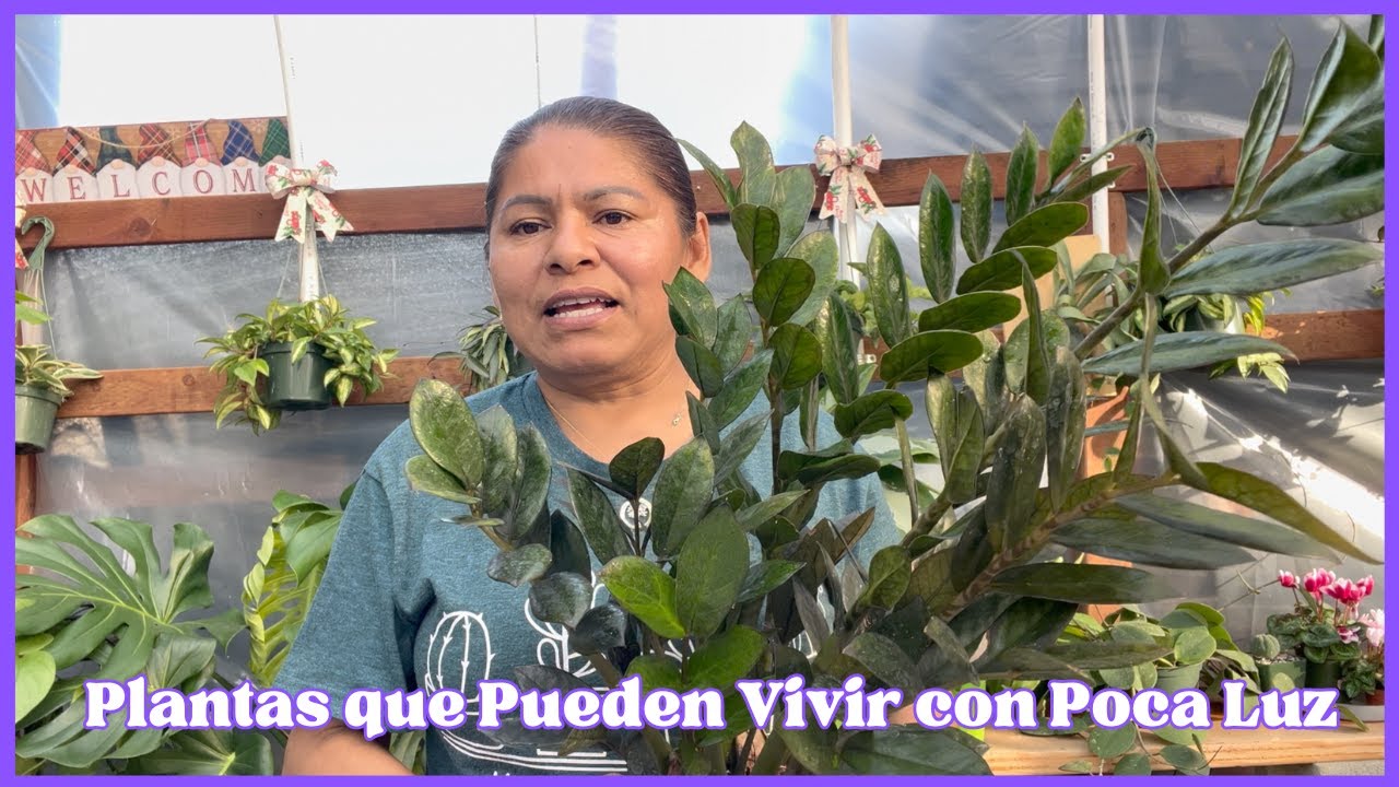 Plantas que Pueden Vivir con Poca Luz