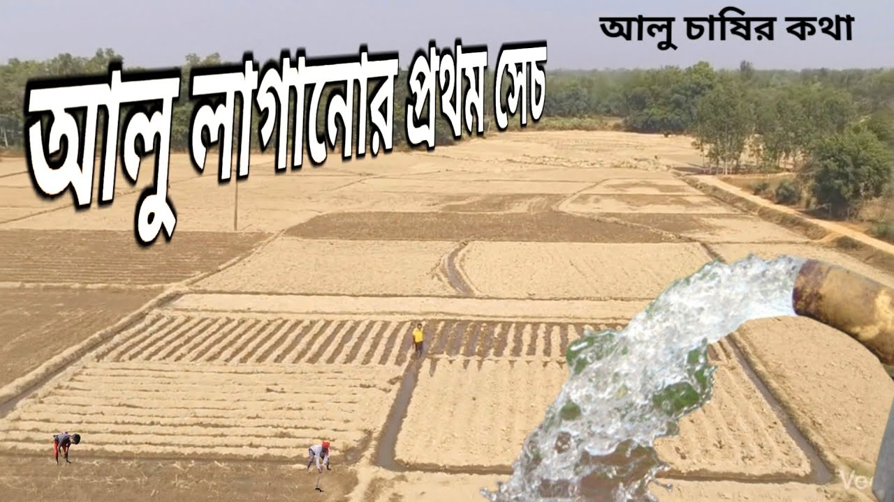 আলু জমিতে প্রথম জলসেচ । বেশিফলনের সঠিক পদ্ধতি ।  Potato Irrigation System ।  আলু চাষ । 